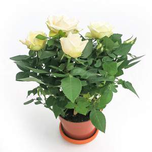 Rosa Amorosa rosa Vase 10cm