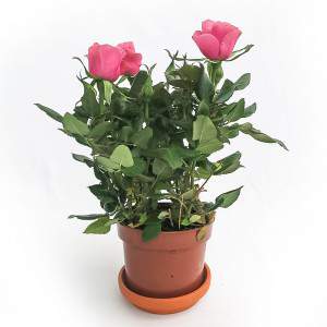 Rosa Amorosa pink vase 10cm