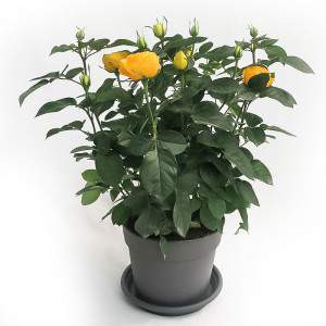 ROSA Palace® Vase 17cm gelb