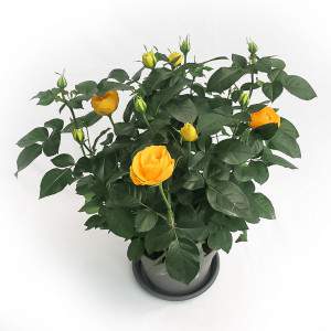 ROSA Palace® wazon 17cm żółty