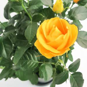 ROSA Palace® Vase 17cm gelb