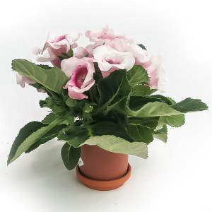 GLOXINIA VAAS 12cm