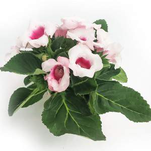 GLOXINIA VAAS 12cm