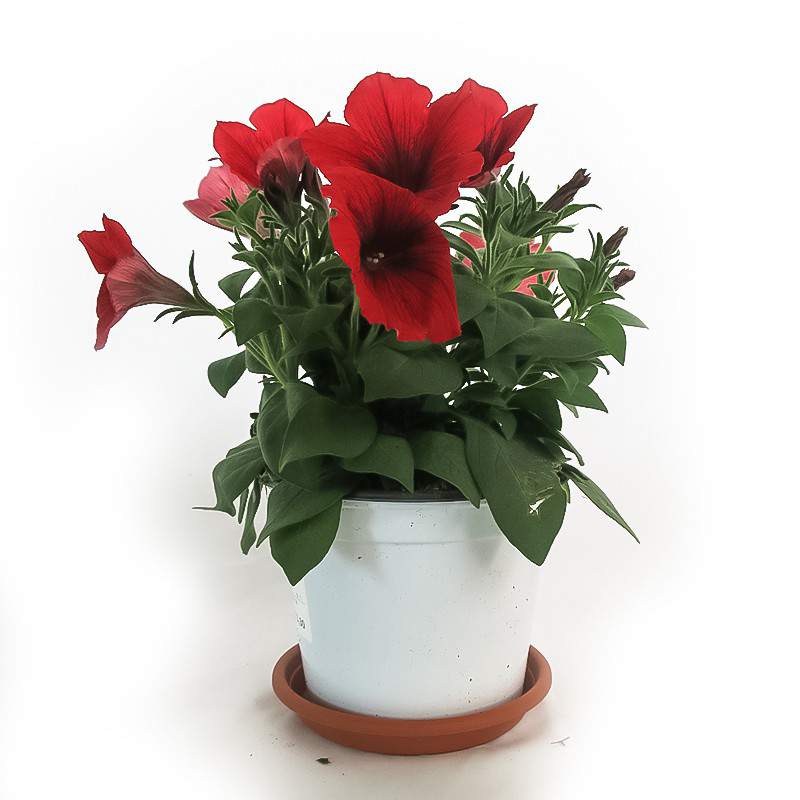 POTUNIA VAS 14 cm POTUNIA VAS 14 cm