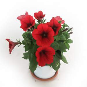 VASO POTUNIA 14 cm rosa