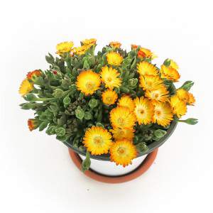 Delosperma - Succulent plant - Flower pot 14cm