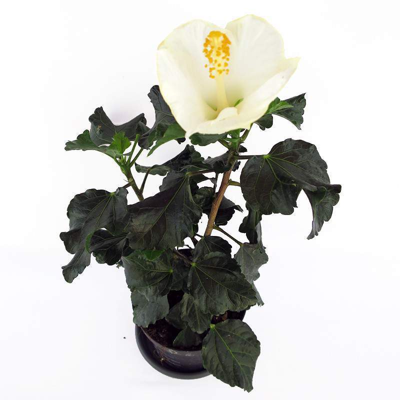 Florero de planta de hibisco blanco 14cm