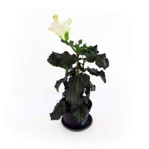 Florero de planta de hibisco blanco 14cm