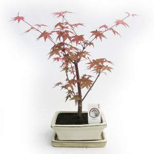 BORDO DE BONSAI VERMELHO PARA AO AR LIVRE