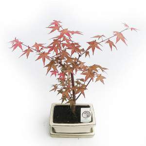 ARCE BONSAI ROJO PARA EXTERIOR