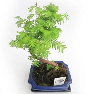 METASEQUOIA BONSAI NA ZEWNĄTRZ