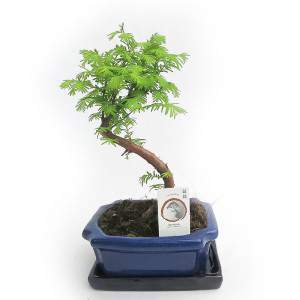 METASEQUOIA BONSAI BUITEN