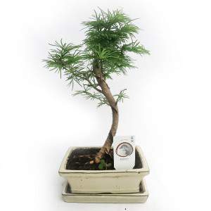 PSEUDOLARIX BONSAI VAN BUITEN