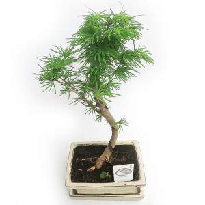 PSEUDOLARIX BONSAI DESDE EL EXTERIOR