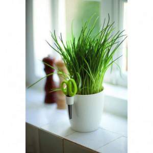 Elho Brusseld Herbs 15 cm....