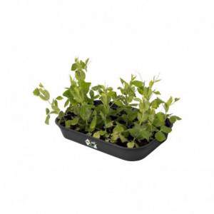 Elho Green Basics Grow Tray...