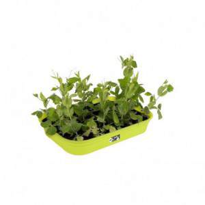 Elho Green Basics GrowTray...