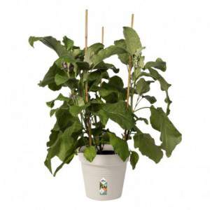 Elho Green Basics Growpot...