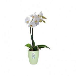Elho Brussels Orchid 12,5...