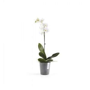 Ecopots Morinda 16cm