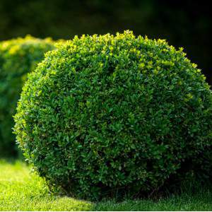 Bukszpan lub Buxus Sempervirens wysokość 30 cm