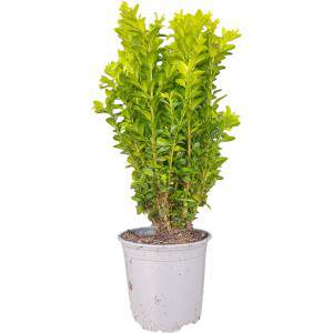 Bosso o Buxus Sempervirens altezza 30cm