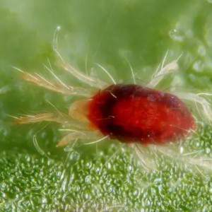 Lucha contra el ácaro rojo de las plantas