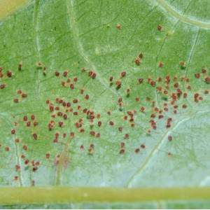 Os ácaros das plantas vermelhas lutam contra