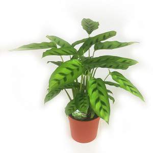 CALATHEA LEOPARDINA