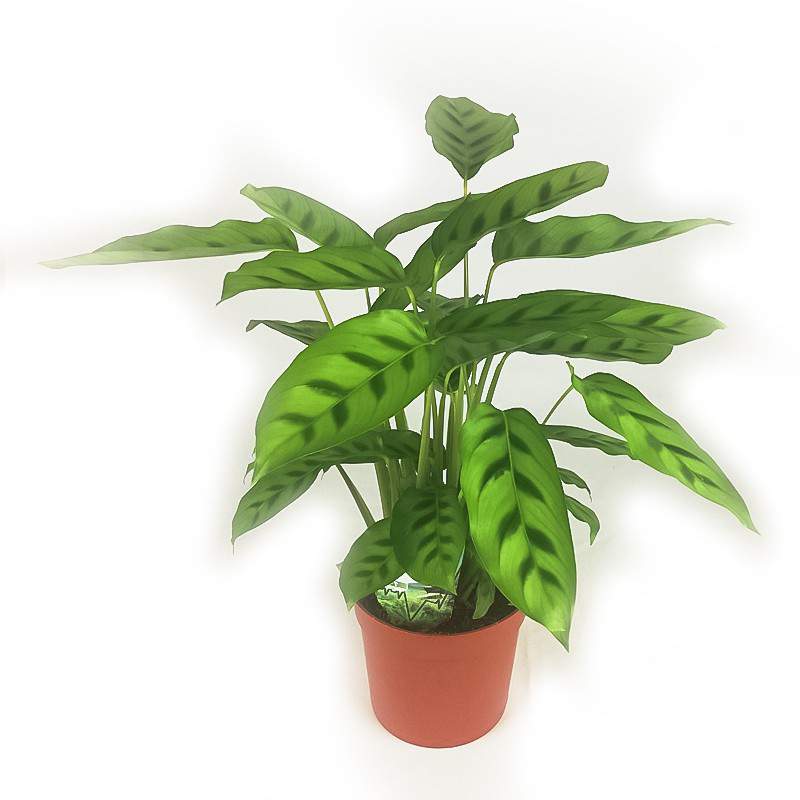 CALATHEA LEOPARDINA