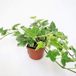 ivy vase 9 variegated green leaves