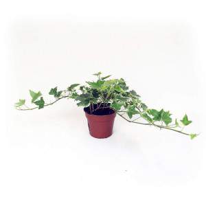edera vaso 14 alto foglie verdi e variegate