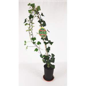 edera vaso 14 alto foglie verdi e variegate