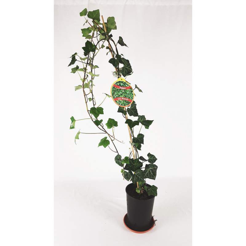 HEDERA VERDE e VARIEGATA IN VASO - GardenStuff