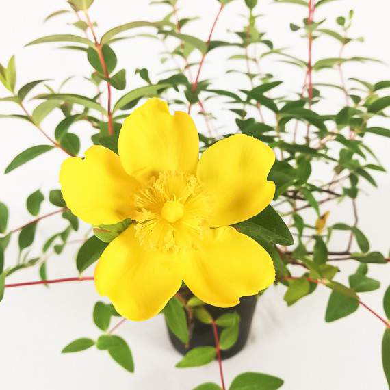 Hypericum Moserianum