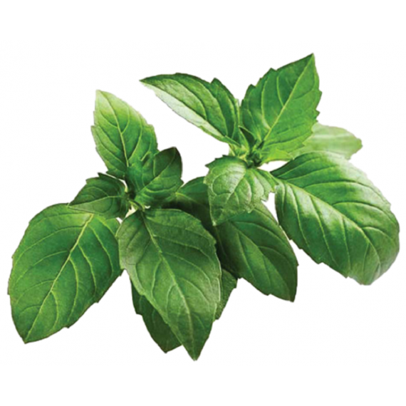 ALPINE MOUNTAIN BASIL