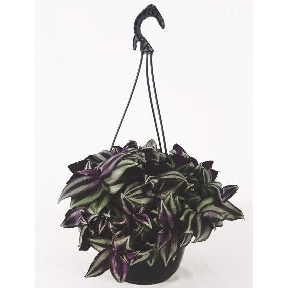 Tradescantia Paillasson panier 20cm