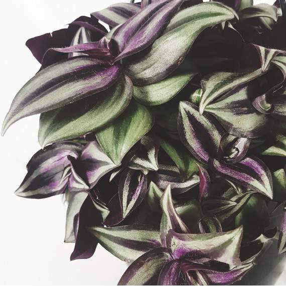 Feuilles de Tradescantia Zerbina