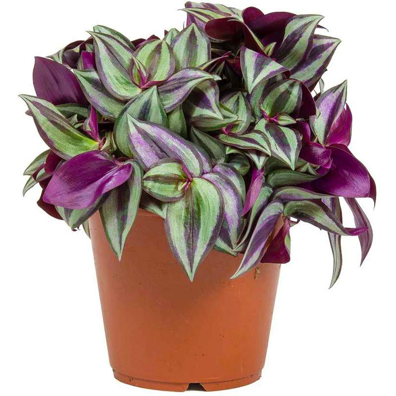 Tradescantia Zerbina in... Tradescantia Zerbina in...