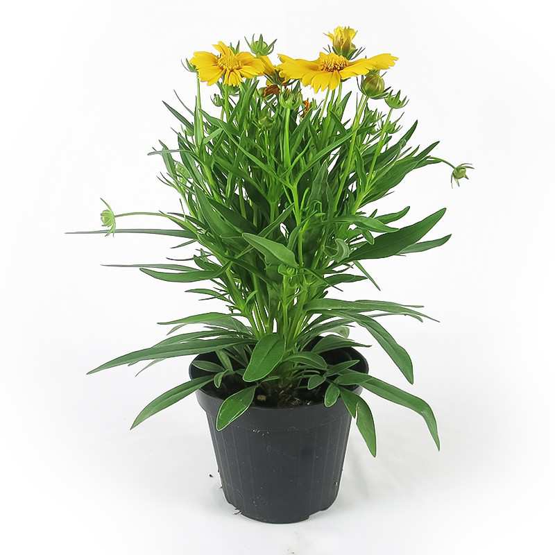 WAZON COREOPSIS 14cm WAZON COREOPSIS 14cm