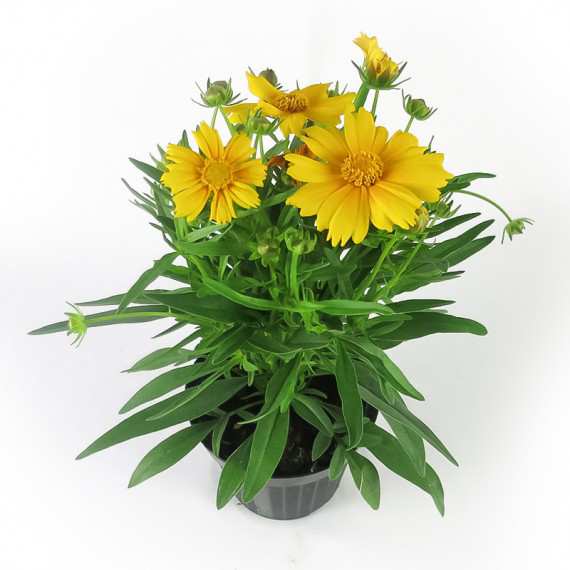 COREOPSIS VAAS 14cm