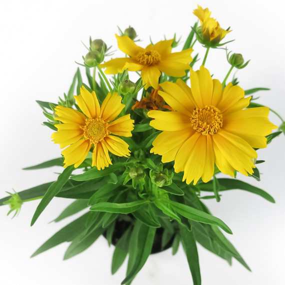 COREOPSIS VASO 14cm