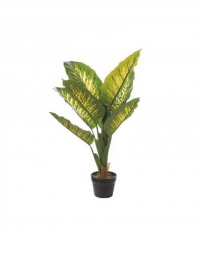 Dieffenbachia w wazonie D15...