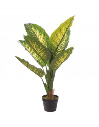Dieffenbachia w wazonie D15...