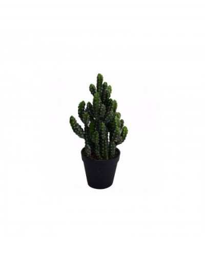 Cactus Opuntia Subulata med...
