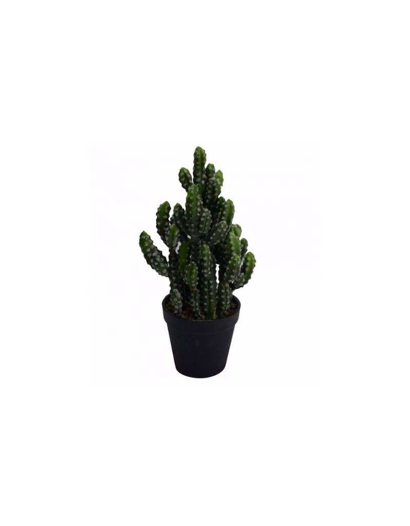 Cactus Opuntia Subulata med...