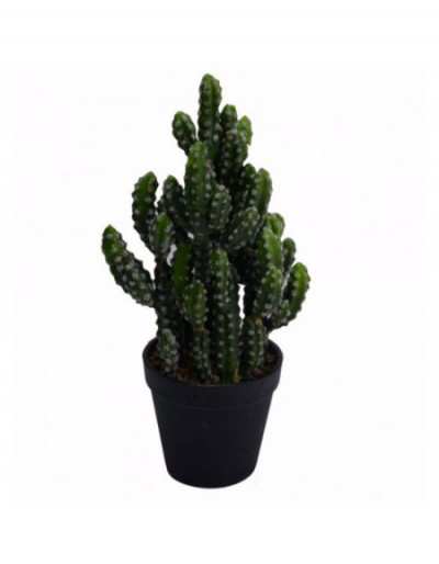 Cactus Opuntia Subulata con...