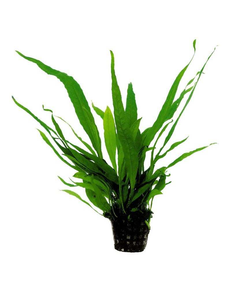 Microsorum Pteropus 5 cm in... Microsorum Pteropus 5 cm in...