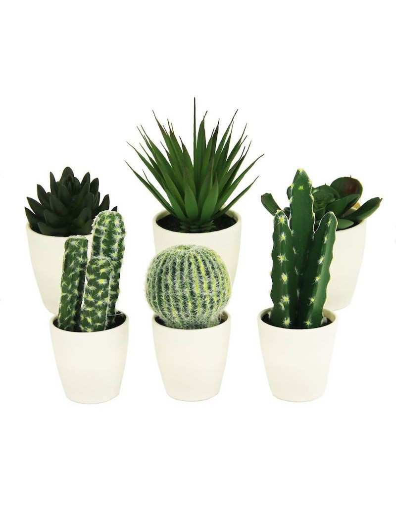 Cactus in White Pot