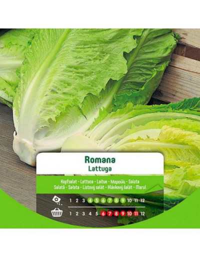 Romaine Lettuce Seeds in Bag